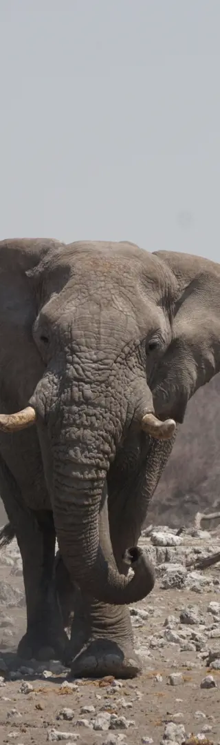 Elefanten am Wasserloch